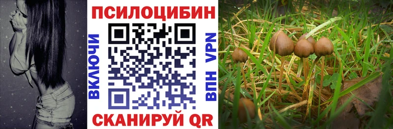 где можно купить наркотик Маркс KRAKEN сайт Галлюциногенные грибы Magic Shrooms
